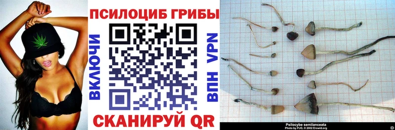 Псилоцибиновые грибы Psilocybe Черемхово